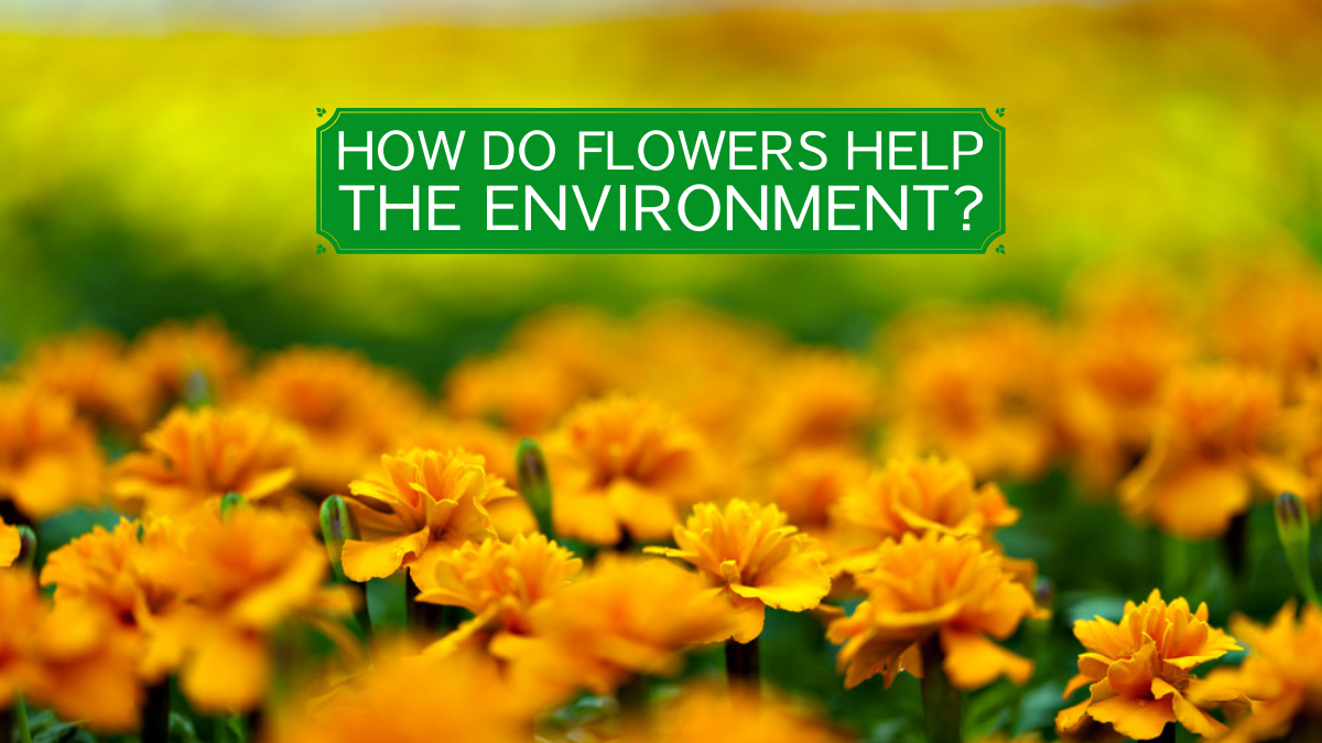 How do flowers help the environment?