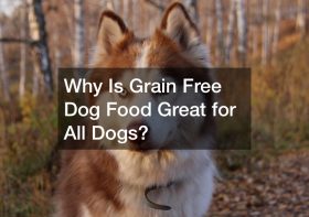 Why Is Grain Free Dog Food Great for All Dogs?