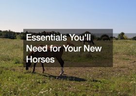 Essentials You’ll Need for Your New Horses