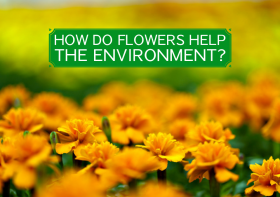 How do flowers help the environment?